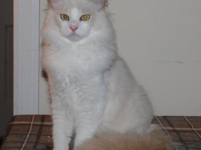 Shiloh Cheribum Ragdoll - Ragdoll - Gallery Photo #1