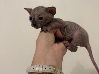 Sphynx Babies - Sphynx - Gallery Photo #1