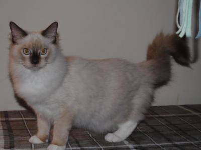 Simon Cheribum Ragdoll - Ragdoll - Gallery Photo #1