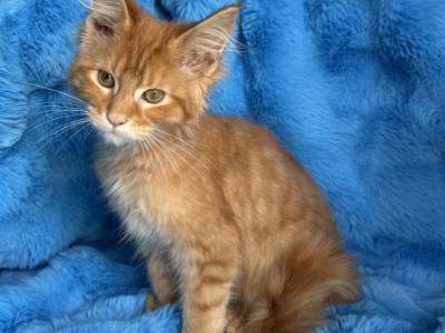 Max - Maine Coon - Gallery Photo #1