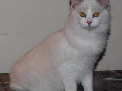 Sylvia Cheribum Ragdoll - Ragdoll - Gallery Photo #1