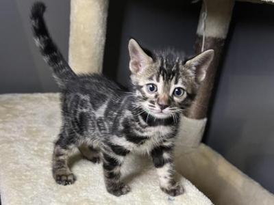 Silver Charcoal Green Collar - Bengal - Gallery Photo #1