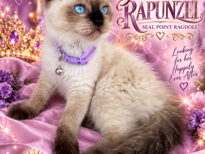 Seal Point Ragdoll - Ragdoll - Gallery Photo #1