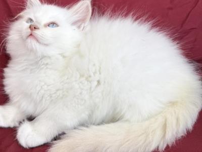 Fawn Mitted - Ragdoll - Gallery Photo #1