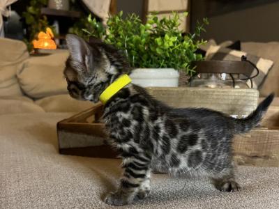 Charcoal Yellow Collar - Bengal - Gallery Photo #1