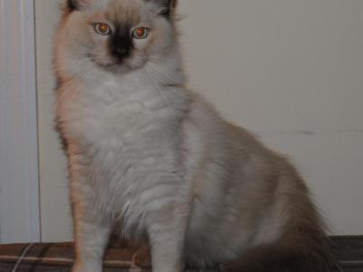 Westley Cherubim Ragdoll - Ragdoll - Gallery Photo #1