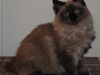 Wyatt Cherubim Ragdoll - Ragdoll - Gallery Photo #1