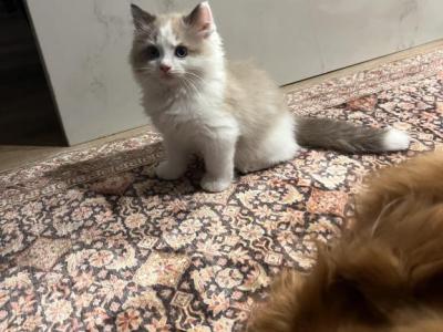 Elliot - Ragdoll - Gallery Photo #1