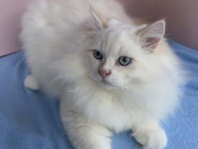 Takka - Siberian - Gallery Photo #1