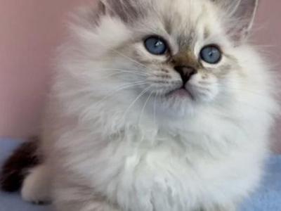 Pharaoh - Siberian - Gallery Photo #1
