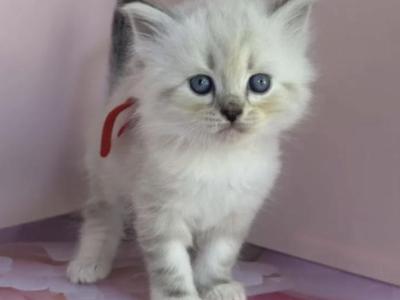 Cookie - Siberian - Gallery Photo #1