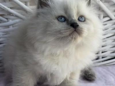 Muffin - Siberian - Gallery Photo #1