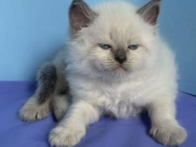 Leo - Siberian - Gallery Photo #1