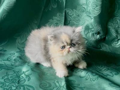 RESERVED Dilute Calico Essa - Persian - Gallery Photo #1