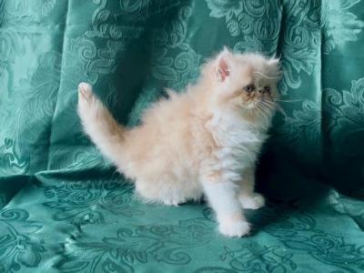 RESERVED Dalton - Persian - Gallery Photo #1