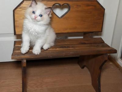 Snowy Ragdoll Girl - Ragdoll - Gallery Photo #1
