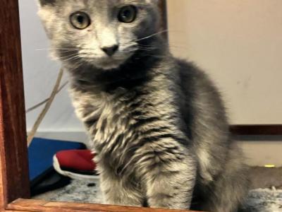 Blue - Nebelung - Gallery Photo #1