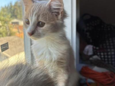 Honey - Maine Coon - Gallery Photo #1