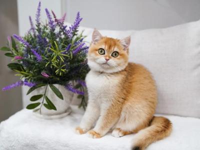 Fiona - British Shorthair - Gallery Photo #1