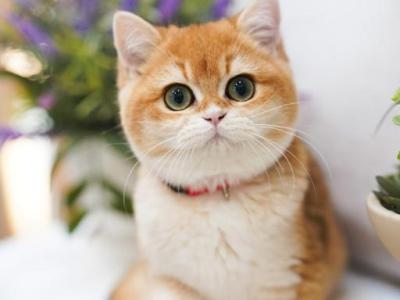 Gloria - British Shorthair - Gallery Photo #1