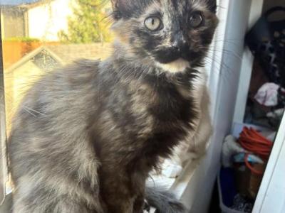 Lady - Ragdoll - Gallery Photo #1