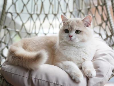 Jucline - British Shorthair - Gallery Photo #1