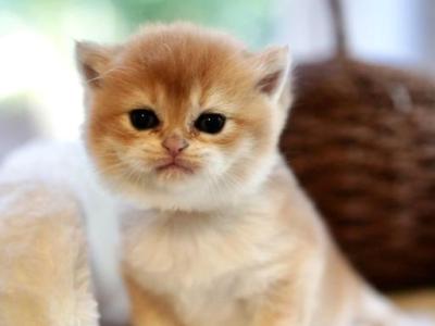 Lana - British Shorthair - Gallery Photo #1