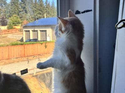 Tom - Maine Coon - Gallery Photo #1