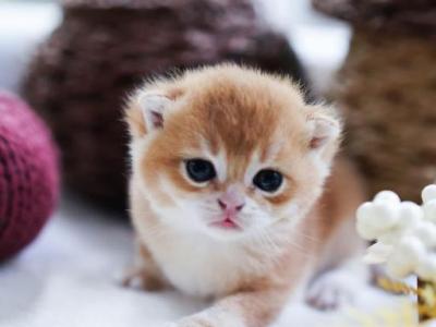 Larry - Brazilian Shorthair - Gallery Photo #1