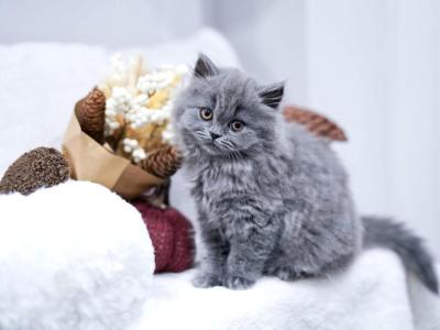 Holly - British Shorthair - Gallery Photo #1