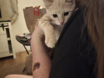 Bob Mittens Spicey Cheeto Copper Oatmeal Mohawk - American Shorthair - Gallery Photo #1