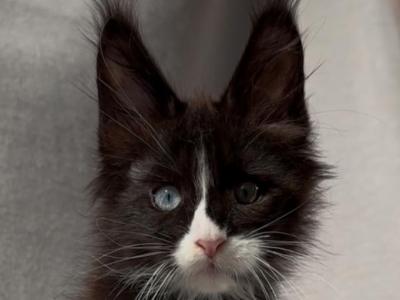 Royal Gambit - Maine Coon - Gallery Photo #1