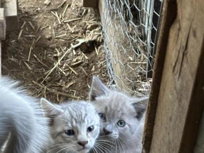 Barn Kittens - Bengal - Gallery Photo #1