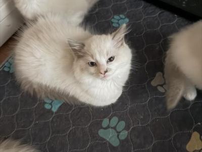 July 26 - Ragdoll - Gallery Photo #1