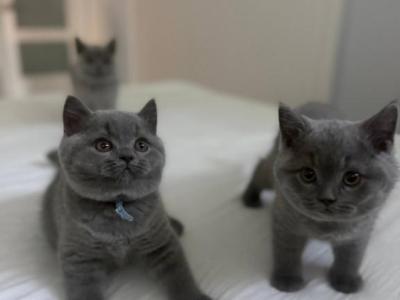 Blue British Shorthair - British Shorthair - Gallery Photo #1