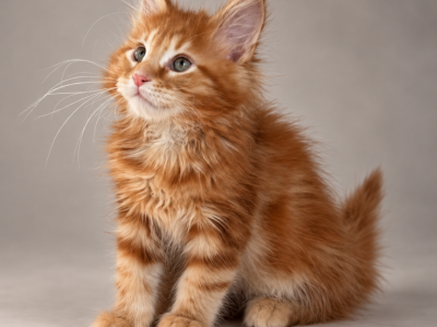 Red Maine Coons - Maine Coon - Gallery Photo #1