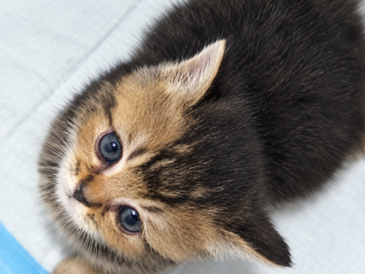 Adorable Scottish Straight - Scottish Straight - Gallery Photo #1