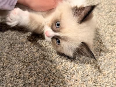 Tillie Two - Ragdoll - Gallery Photo #1