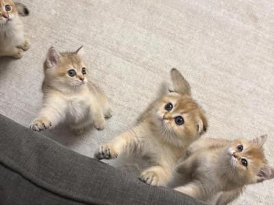Scottish Folds - Scottish Fold - Gallery Photo #1