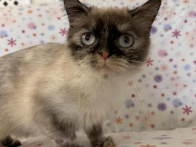 Exotic Shorthair Female - Exotic - Gallery Photo #1