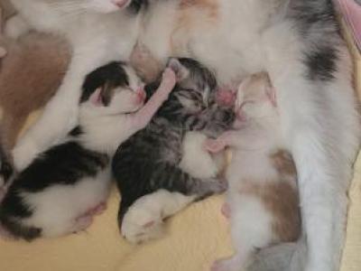 Newborn - Siberian - Gallery Photo #1