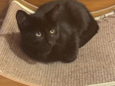 LEO - Domestic - Gallery Photo #1