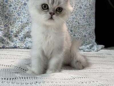 Louis V - Persian - Gallery Photo #1