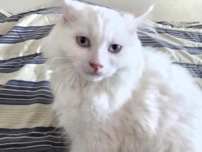 Ragdoll Kittens - Ragdoll - Gallery Photo #1