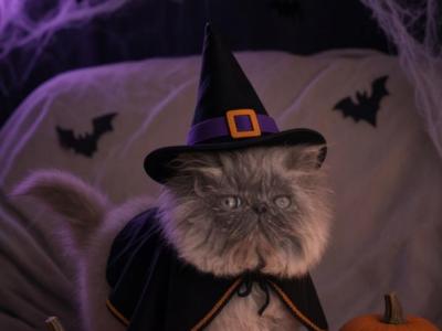 Cfa Blue Female Persian Kitten - Persian - Gallery Photo #1