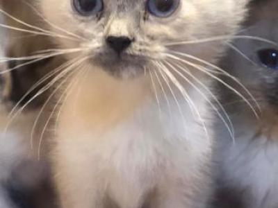 All Color Points Siamese Kittens - Siamese - Gallery Photo #1