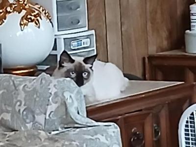 PRECIOUS BABY CAT - Ragdoll - Gallery Photo #1