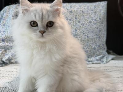 Gucci - Persian - Gallery Photo #1