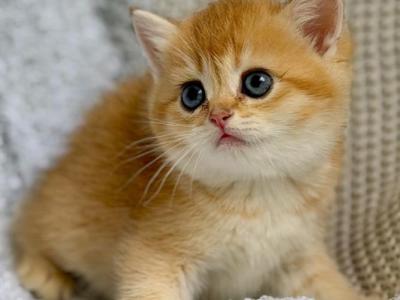 British Shorthair Golden Female - British Shorthair - Gallery Photo #1