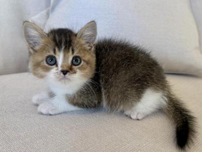 British Shorthair Gold & White Male - British Shorthair - Gallery Photo #1